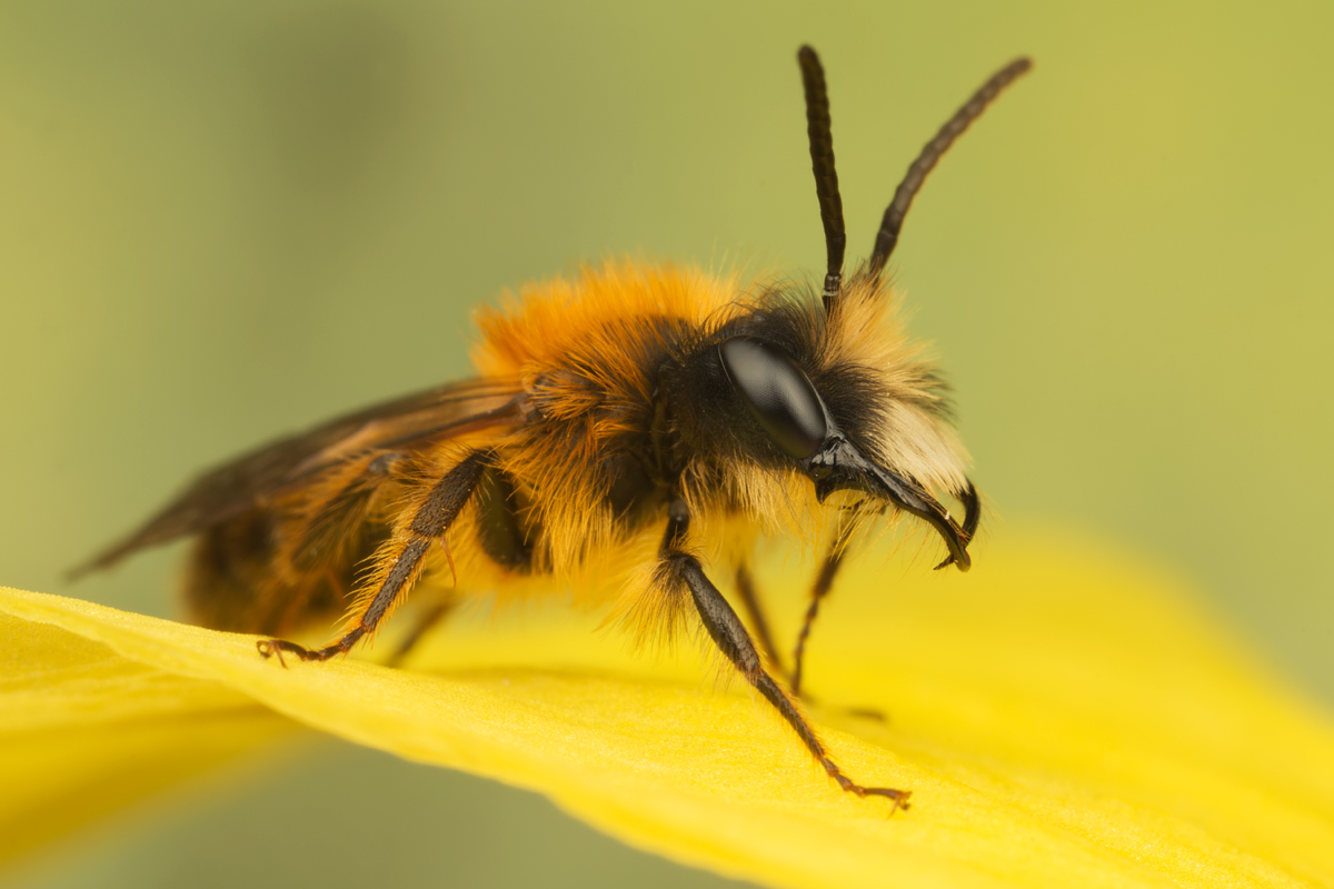 Tawny Mining Bee Male 6